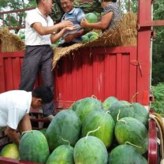 开封京欣冠龙龙卷风西瓜诚信代办