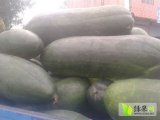 金乡冬瓜质量上乘,山东李宪林诚信合作