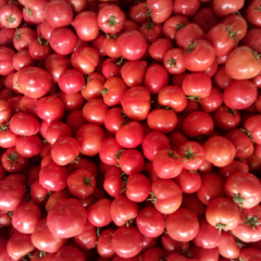 山东东昌府硬粉西红柿产销两旺