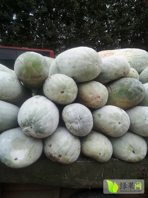 省商丘市夏邑县郭庄 联系人:李春艳 电 话: 河南省夏邑县人字大白冬瓜
