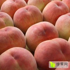 大荔蜜桃名优产品,两宜张红阳诚信合作