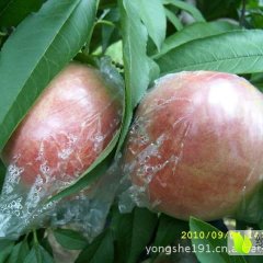 大荔蜜桃品质优良两宜邢张锋诚信合作