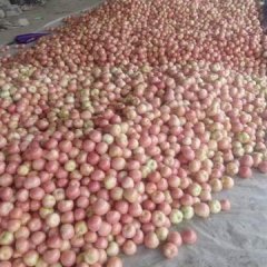 东昌府西红柿产销两旺,沙镇李海燕诚信合作