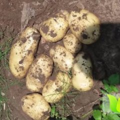 围场土豆价格行情平稳,薯型好颜色好