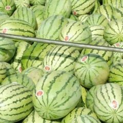 靖远高湾刘喜祥7月硒砂瓜代理