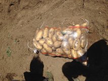 2016围场土豆俏销大江南北