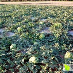 甘肃宁县西瓜上市开园了金城5号 西农8号