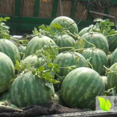 扶沟西瓜上货量大吕潭尚村岗王有臣诚信合作