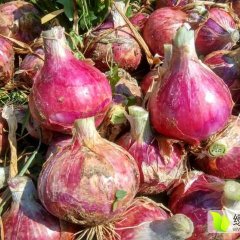 山东惠民红皮洋葱，鲜货6月上市