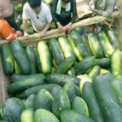 沁阳小徐2019子弹头黑皮冬瓜大量上市供应