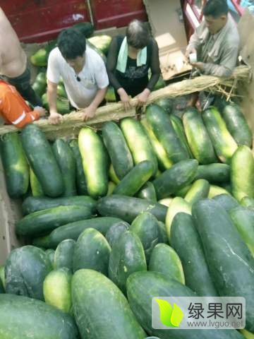 2016年河南博爱子弹头黑皮冬瓜价格