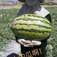 甘肃靖远硒砂瓜大面积西瓜香甜可口耐运输_高湾