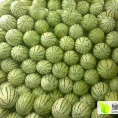 甘肃会宁金花西瓜欢迎合作