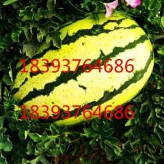 甘肃靖远大芦，高湾，扎子原，硒砂瓜西瓜火爆