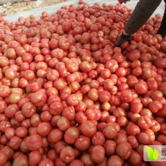 2016安丘西红柿收购工作全面开展