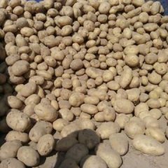 2016靖远土豆再不来就没机会了！