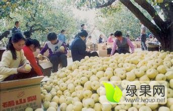 砀山水果王凯7月酥梨