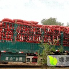 大量供应吉林省农安县红毛葱