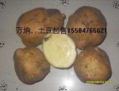 2016公主岭土豆价格波动不大