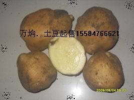 2016公主岭土豆价格波动不大