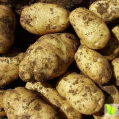 围场土豆火热上市山咀小董诚信合作