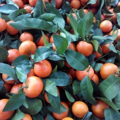 永福永福钟生12月沙糖桔