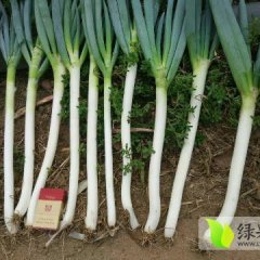 平度张戈柳子懿8月铁杆大葱