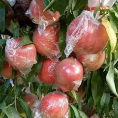 万荣蜜桃聚焦市场王显张海健诚信合作