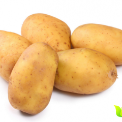 呼兰白奎林要全9月荷兰七号土豆