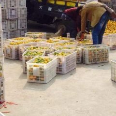 湖北公安柑橘，胡顺和诚信合作