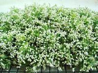 浚县韭菜花逐渐升温新镇孙书胜诚信合作