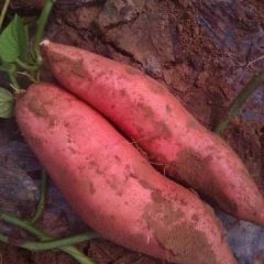 2016谯城红薯值得出手