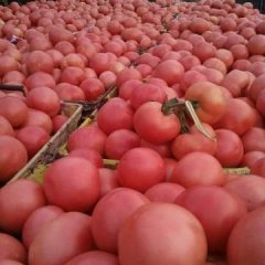 双城大量批发西红柿，粉红色硬果适合长途运输