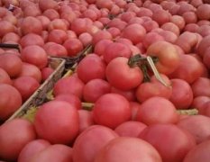 双城大量批发西红柿，粉红色硬果适合长途运输