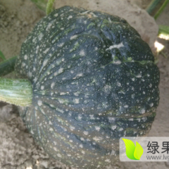 山西神池香栗23南瓜口感爽口