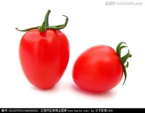 河北枣强京丹1号圣女果随行就市