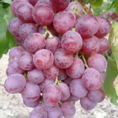 大荔埝桥樊先生8月红提葡萄