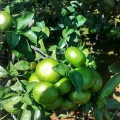 全州柑橘质量上乘,口感好