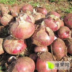 2016围场洋葱值得出手