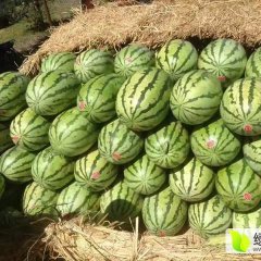 内蒙赤峰翁牛特旗桥头镇西瓜出售