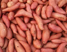2016固安红薯基地产地直销