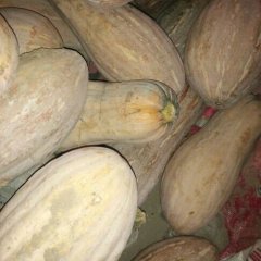 河南通许大量供应密本南瓜0.45