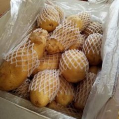 山东肥城大量供应冷库荷兰十五土豆