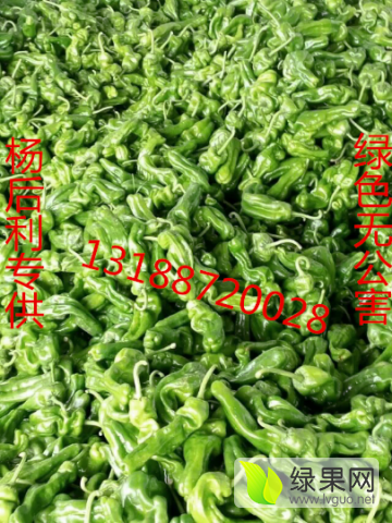 2016年山东费县芜湖椒价格