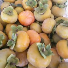 7月黄柿子现大量上市，口感好，质量高