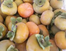 7月黄柿子现大量上市，口感好，质量高