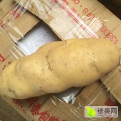 安丘青云武会明7月荷兰十五土豆