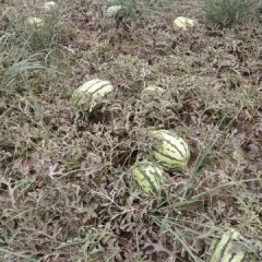 种植的沙旱地西瓜口感风味极佳