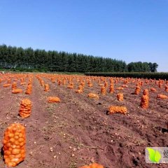 公主岭怀德延薯四号大量上市李选成诚信合作