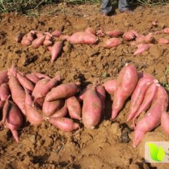 2016邹城红薯收购工作全面开展